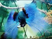 pic for Blue Bird of Paradise